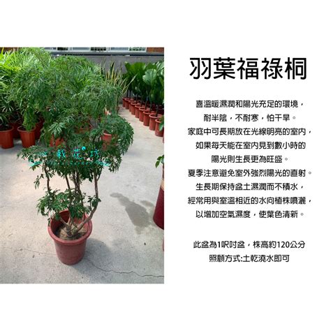 福祿桐為什麼會開花|裂葉福祿桐 (護理, 特徵, 象徵意義, 圖片)